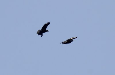 IMG_8438.jpg