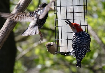 Red-bellied Woodpecker and Starling