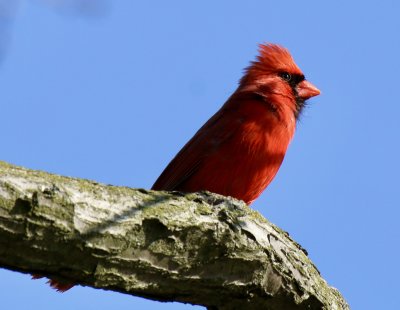 Cardinal