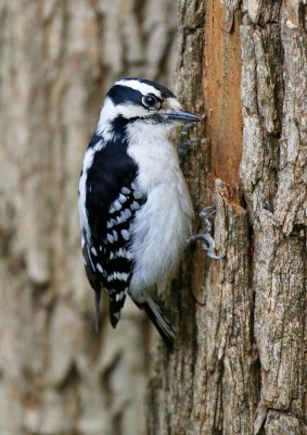 Downy Woodpecker