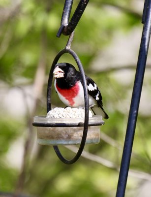 Rose-breasted. Grosbeak