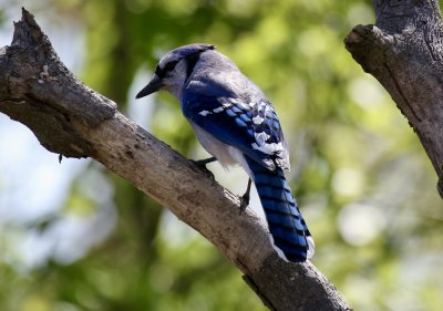 Bluejay