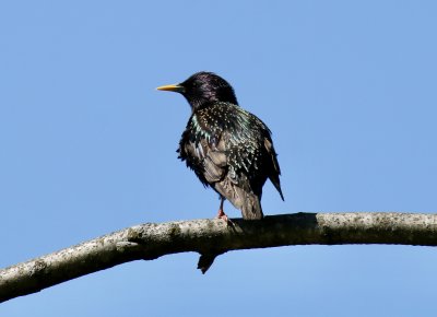 Starling