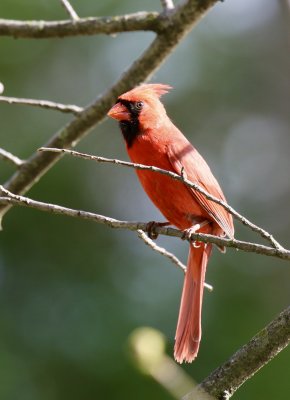 Cardinal