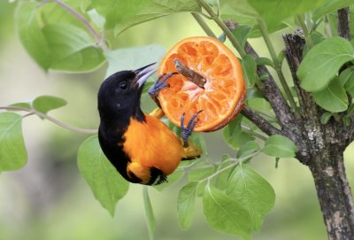 Baltimore Oriole