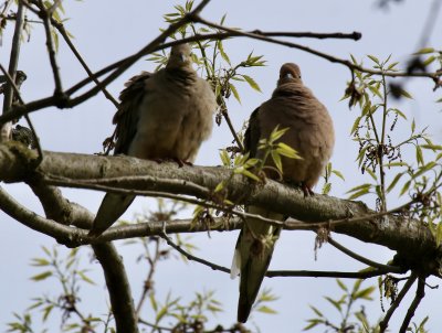 Mourning Doves