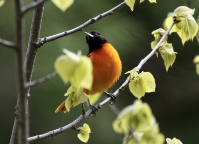 Baltimore Oriole