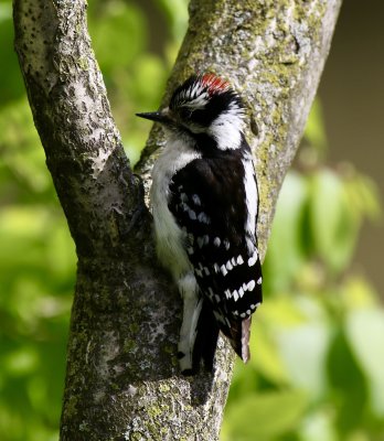 Downy Woodpecker