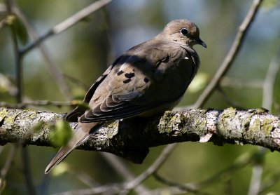 Mourning Dove