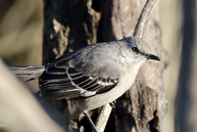 Northern Mockingbird