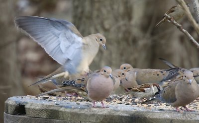 Mourning Doves