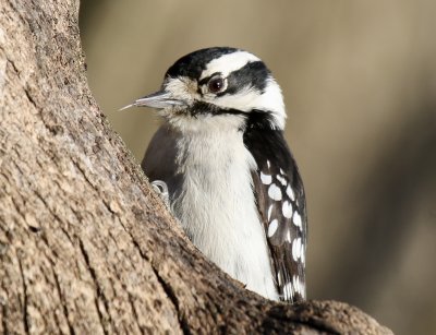 Downy Woodpecker