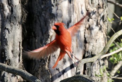 Cardinal