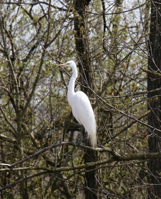 Egret