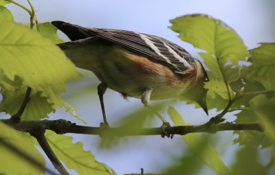 Bay-breasted Warbler