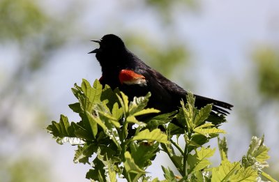 Redwing Blackbird