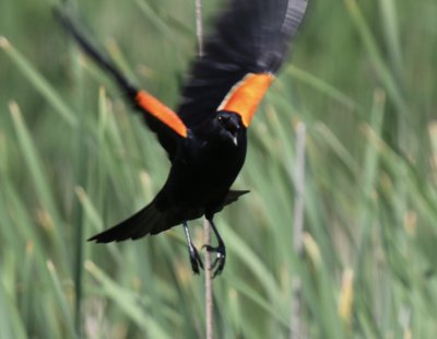 Redwing Blackbird