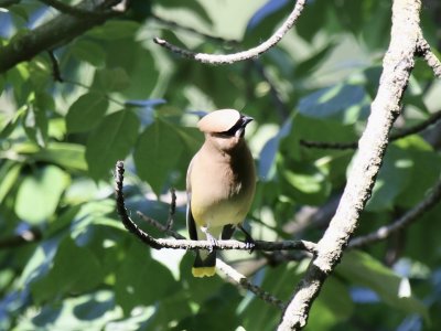 Cedar Waxwing