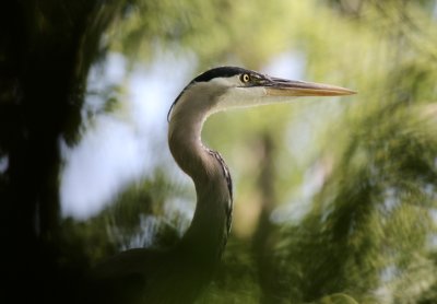 Great Blue Heron