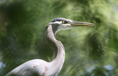 Great Blue Heron