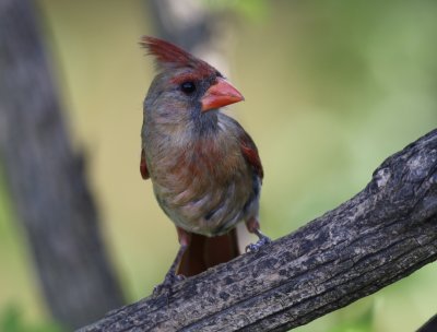 Cardinal