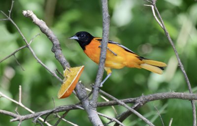 Baltimore Oriole