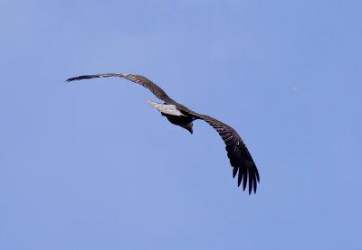IMG_1871.jpg
