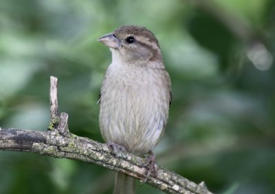 House Sparrow