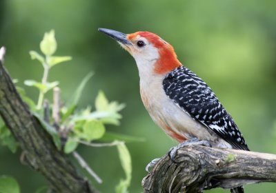 Red-bellied Woodpecker