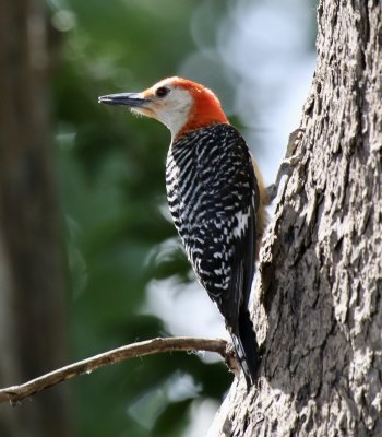 Red-bellied Woodpecker