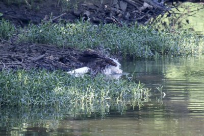 IMG_3460.jpg