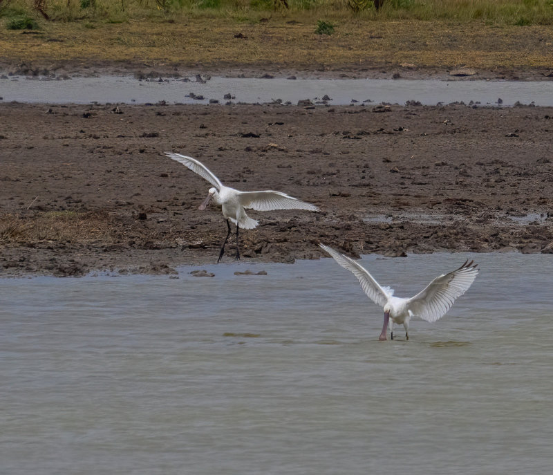goldcliff_lagoons_and_gwent_levels_wales