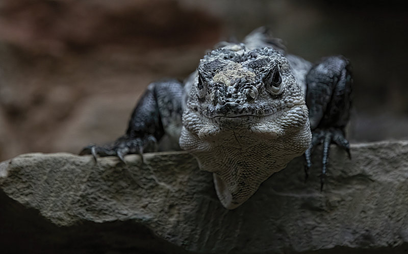 Iguana