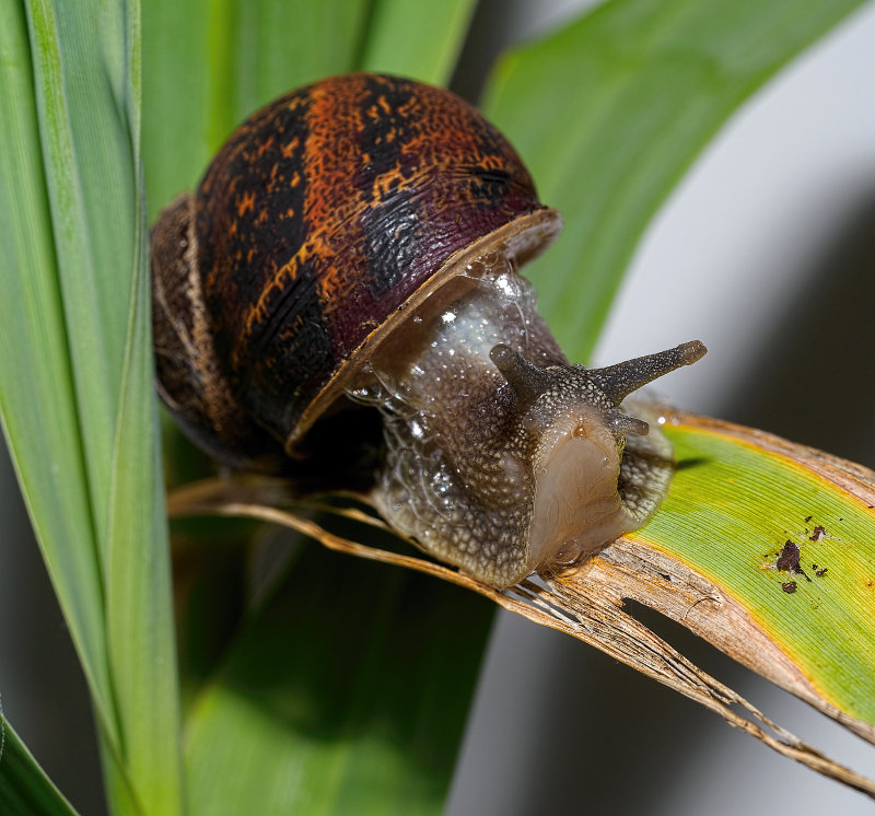 Garden Snail