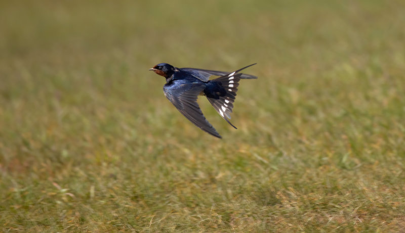 birds_in_flight