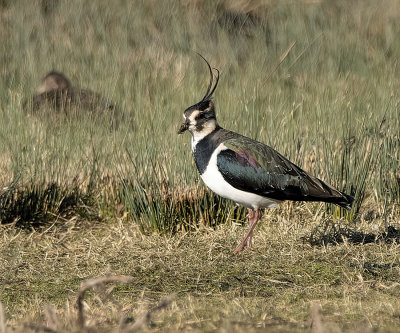 Lapwing