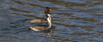 Great Crested Grebe pair