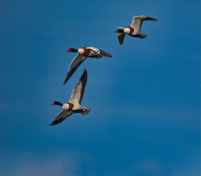 Shelduck