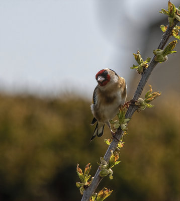 Goldfinch