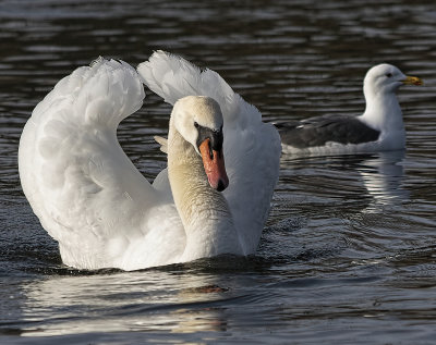 Angry Swan