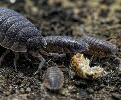 Woodlouse and young