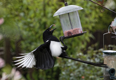 Magpie at the feeder