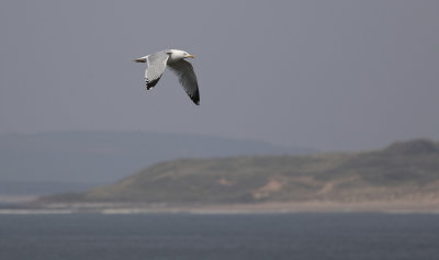 Herring Gull over the sea