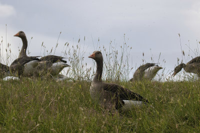 On watch..Greylag Geese