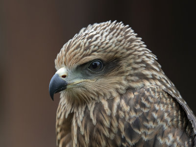 Juvenile Yellow Billed Kite