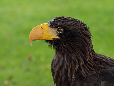 Stella's Sea Eagle