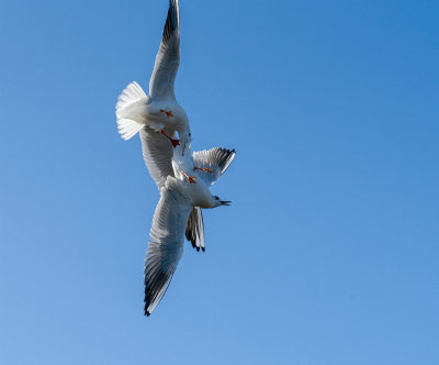 Black Headed Gulls airborne combat