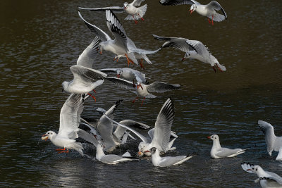 Black Headed Gulls feeding frenzy