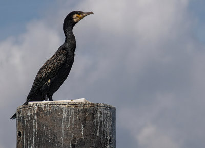 Cormorant perching