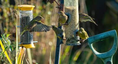 Greenfinch at the feeder 